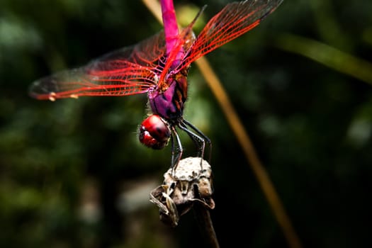Dragonfly with close-up detailed view