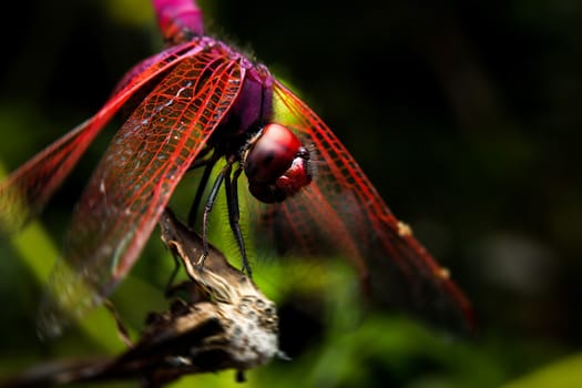 Dragonfly with close-up detailed view