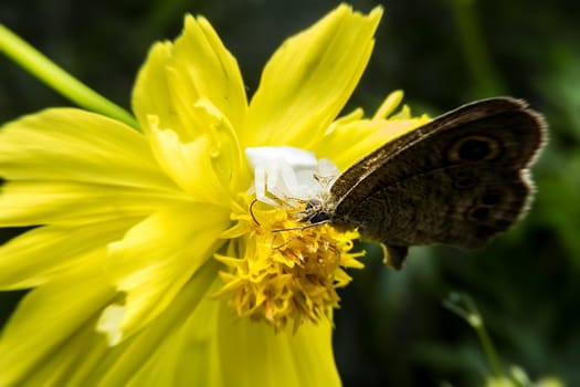 Crab spider feeding on butterfly