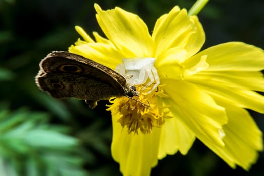 Crab spider feeding on butterfly