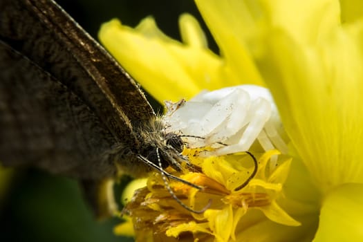 Crab spider feeding on butterfly