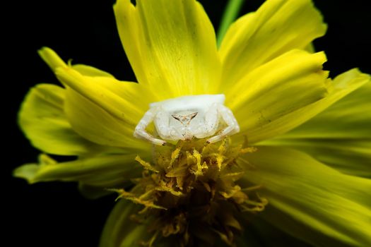 Crab spider on flowers