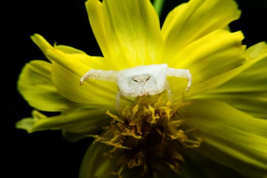 Crab spider on flowers