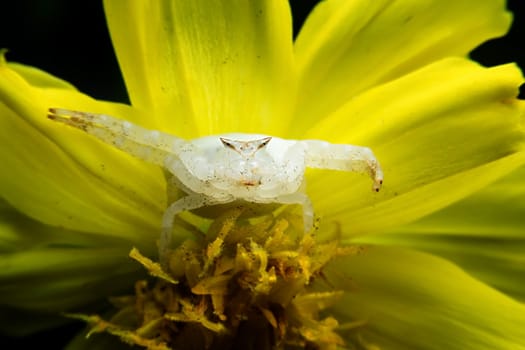 Crab spider on flowers