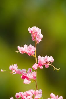 confederate vine , coral vine, mexican coral vine mexican creeper, queen;s jewels, queen's wreath is plan of polygonaceae ,is aperennial that is native to mexico ,is a vien with pink or white flower