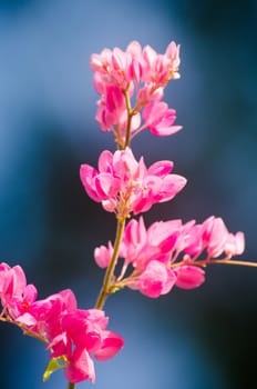 confederate vine , coral vine, mexican coral vine mexican creeper, queen;s jewels, queen's wreath is plan of polygonaceae ,is aperennial that is native to mexico ,is a vien with pink or white flower