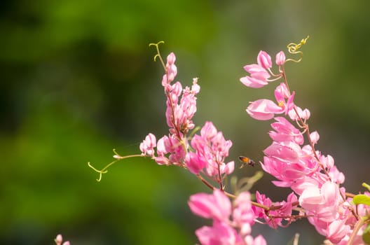confederate vine , coral vine, mexican coral vine mexican creeper, queen;s jewels, queen's wreath is plan of polygonaceae ,is aperennial that is native to mexico ,is a vien with pink or white flower