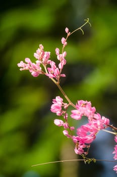 confederate vine , coral vine, mexican coral vine mexican creeper, queen;s jewels, queen's wreath is plan of polygonaceae ,is aperennial that is native to mexico ,is a vien with pink or white flower