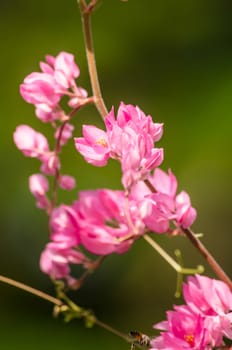 confederate vine , coral vine, mexican coral vine mexican creeper, queen;s jewels, queen's wreath is plan of polygonaceae ,is aperennial that is native to mexico ,is a vien with pink or white flower