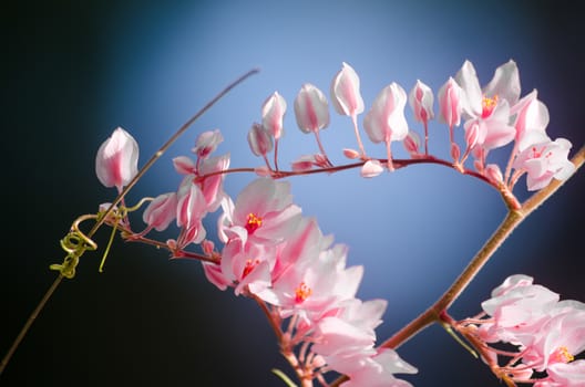 confederate vine , coral vine, mexican coral vine mexican creeper, queen;s jewels, queen's wreath is plan of polygonaceae ,is aperennial that is native to mexico ,is a vien with pink or white flower