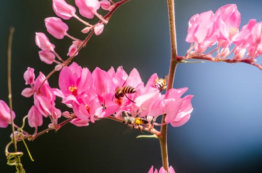 confederate vine , coral vine, mexican coral vine mexican creeper, queen;s jewels, queen's wreath is plan of polygonaceae ,is aperennial that is native to mexico ,is a vien with pink or white flower