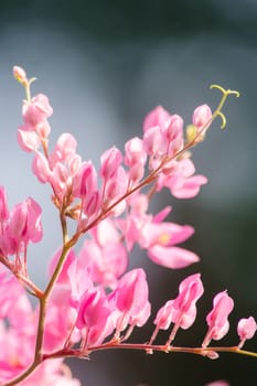 confederate vine , coral vine, mexican coral vine mexican creeper, queen;s jewels, queen's wreath is plan of polygonaceae ,is aperennial that is native to mexico ,is a vien with pink or white flower