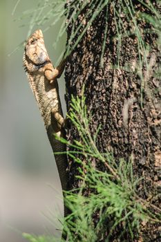single orange spiny lizard sitting on the tree