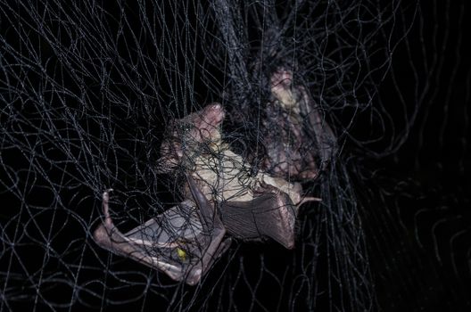 common dawn-bat  is catching in net