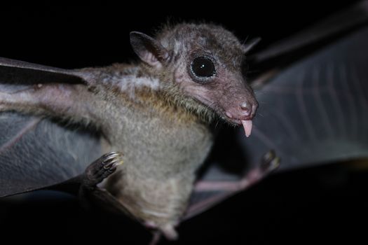 common dawn-bat  are sleeping in the cave hanging on the ceiling period midday