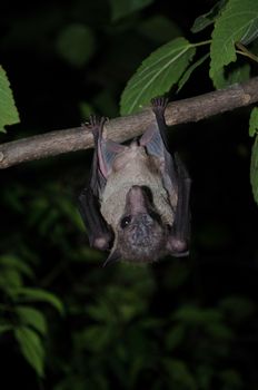 common dawn-bat  is catching on the tree hanging on the ceiling period midday