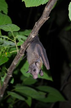 common dawn-bat  is catching on the tree hanging on the ceiling period midday