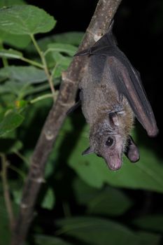 common dawn-bat  is catching on the tree hanging on the ceiling period midday