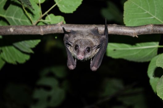 common dawn-bat  is catching on the tree hanging on the ceiling period midday