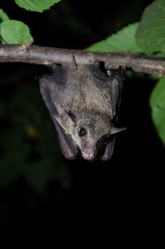 common dawn-bat  is catching on the tree hanging on the ceiling period midday