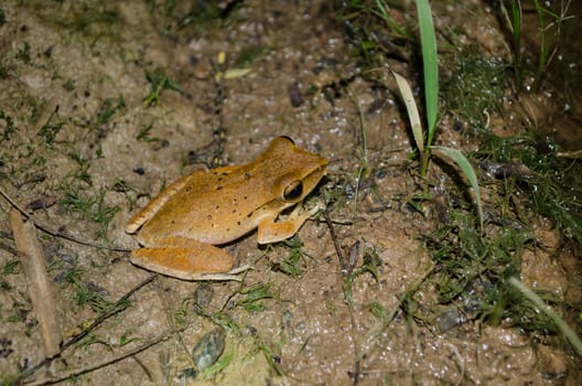 single frog have big eye in the dark night