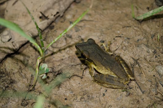 single frog have big eye in the dark night