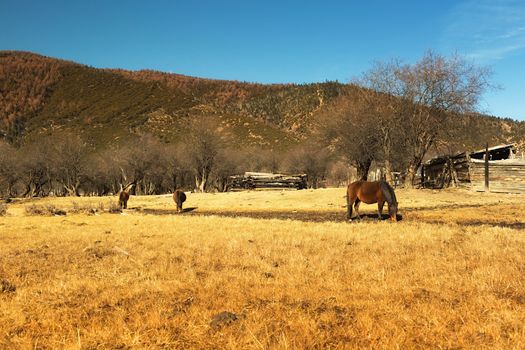 Horse grazing on pasture in Pudacuo National Park, Shangri-la, China