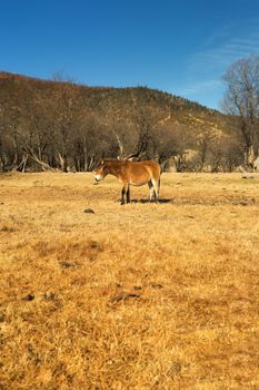 Horse grazing on pasture in Pudacuo National Park, Shangri-la, China