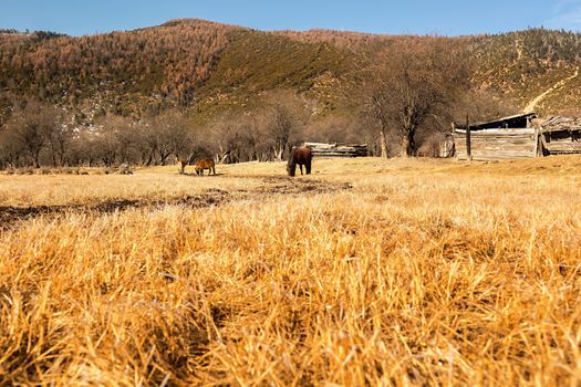 Horse grazing on pasture in Pudacuo National Park, Shangri-la, China