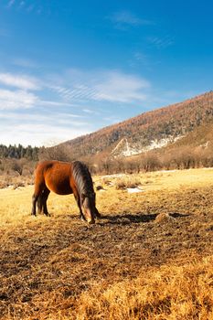 Horse grazing on pasture in Pudacuo National Park, Shangri-la, China