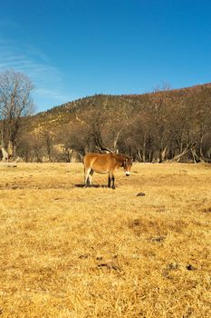 Horse grazing on pasture in Pudacuo National Park, Shangri-la, China