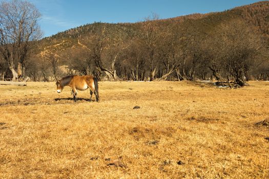 Horse grazing on pasture in Pudacuo National Park, Shangri-la, China