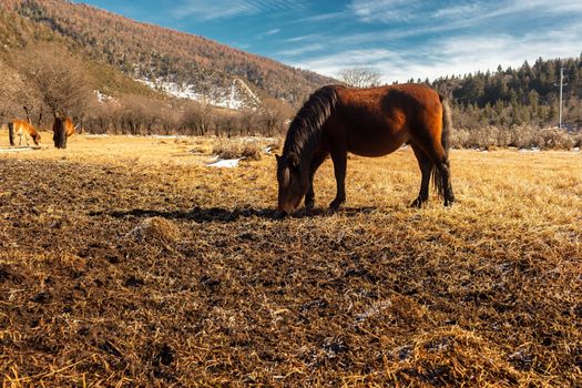 Horse grazing on pasture in Pudacuo National Park, Shangri-la, China