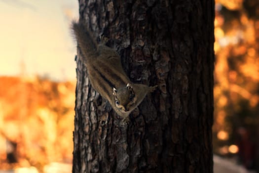Squirrel on pasture in Pudacuo National Park, Shangri-la, China
