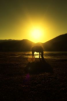 Horse in Napa lake located at Shangri-la, China