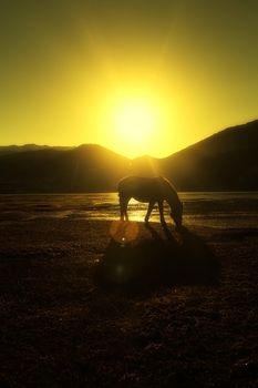 Horse in Napa lake located at Shangri-la, China