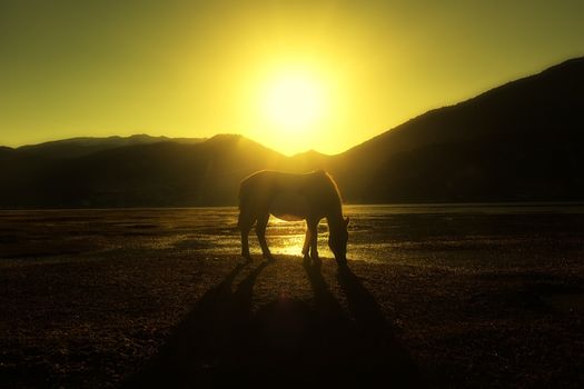 Horse in Napa lake located at Shangri-la, China