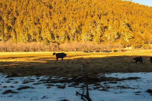 Yaks grazing on pasture in Pudacuo National Park, Shangri-la, China