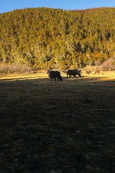 Yaks grazing on pasture in Pudacuo National Park, Shangri-la, China