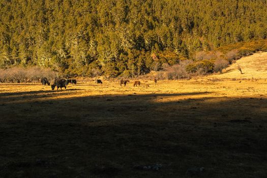 Horse grazing on pasture in Pudacuo National Park, Shangri-la, China