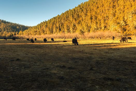 Horse grazing on pasture in Pudacuo National Park, Shangri-la, China