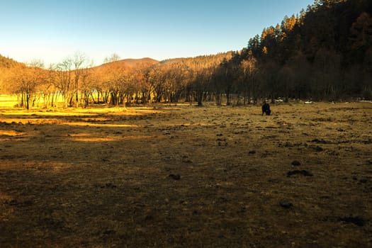 Yaks grazing on pasture in Pudacuo National Park, Shangri-la, China