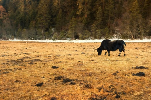 Yaks grazing on pasture in Pudacuo National Park, Shangri-la, China