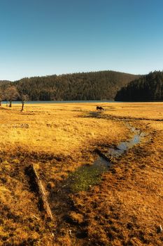 Horse grazing on pasture in Pudacuo National Park, Shangri-la, China