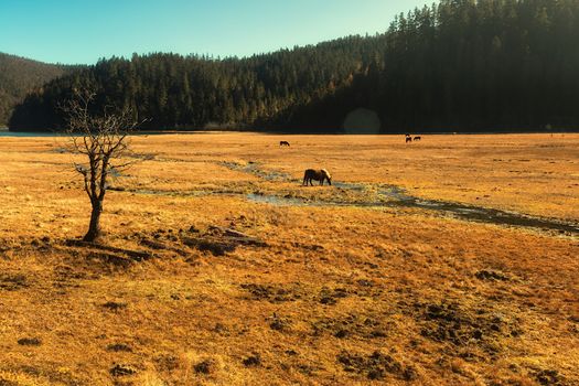 Horse grazing on pasture in Pudacuo National Park, Shangri-la, China