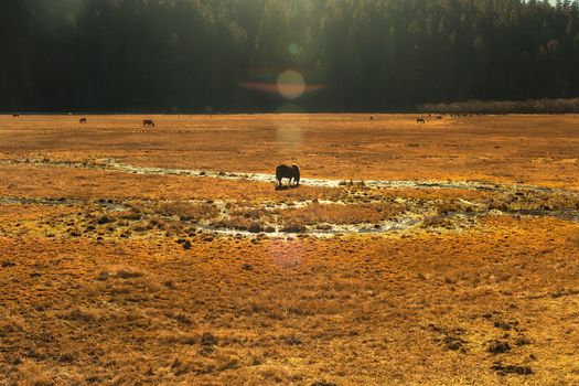 Horse grazing on pasture in Pudacuo National Park, Shangri-la, China