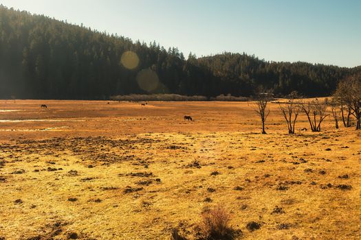 Horse grazing on pasture in Pudacuo National Park, Shangri-la, China