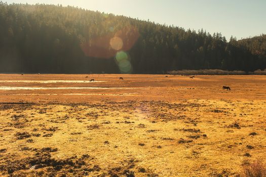 Horse grazing on pasture in Pudacuo National Park, Shangri-la, China