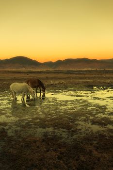 Horse in Napa lake located at Shangri-la, China