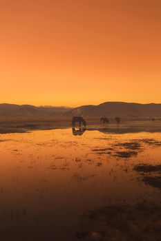 Horse in Napa lake located at Shangri-la, China